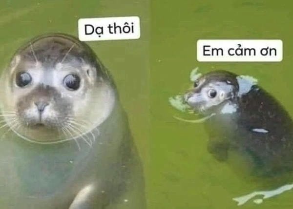 cảm ơn meme
