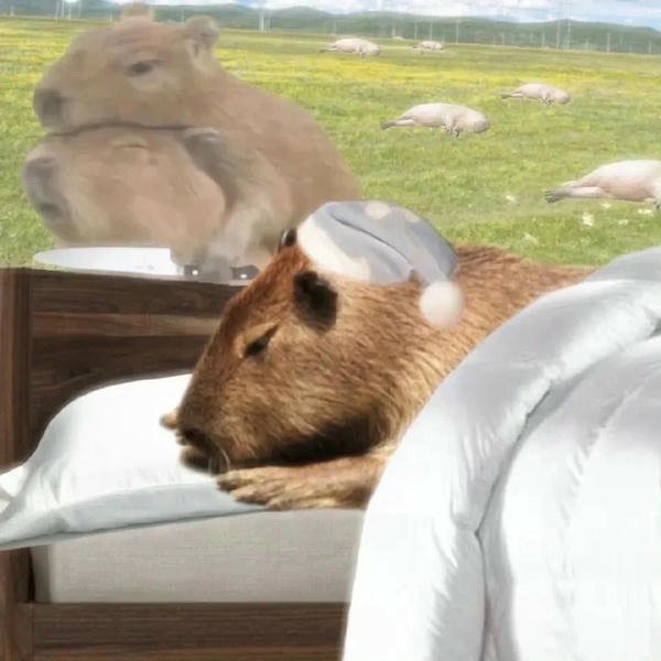 capybara meme dễ dùng