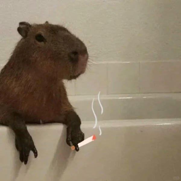 capybara meme internet trend