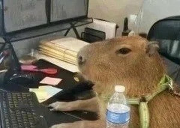 capybara meme lan truyền
