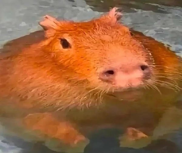 capybara meme ngắn
