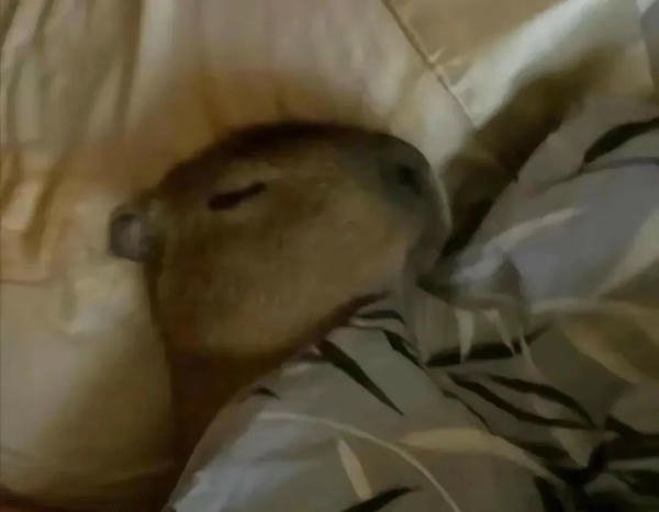 capybara meme phổ biến