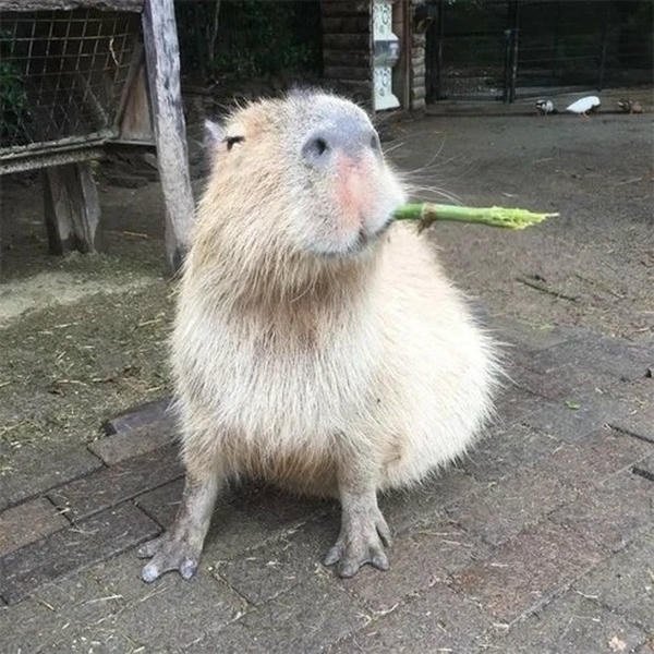 capybara meme trend