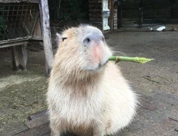 capybara meme