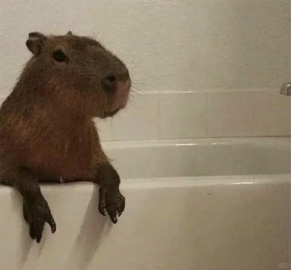 hình capybara meme