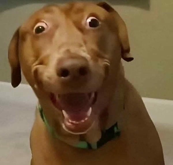 hình meme bất ngờ chó
