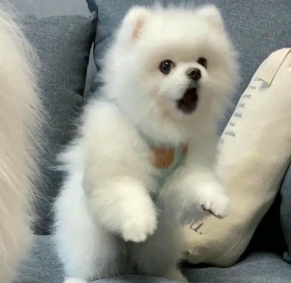 meme bất ngờ chó