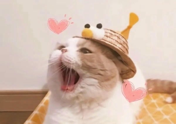 meme bất ngờ mèo to