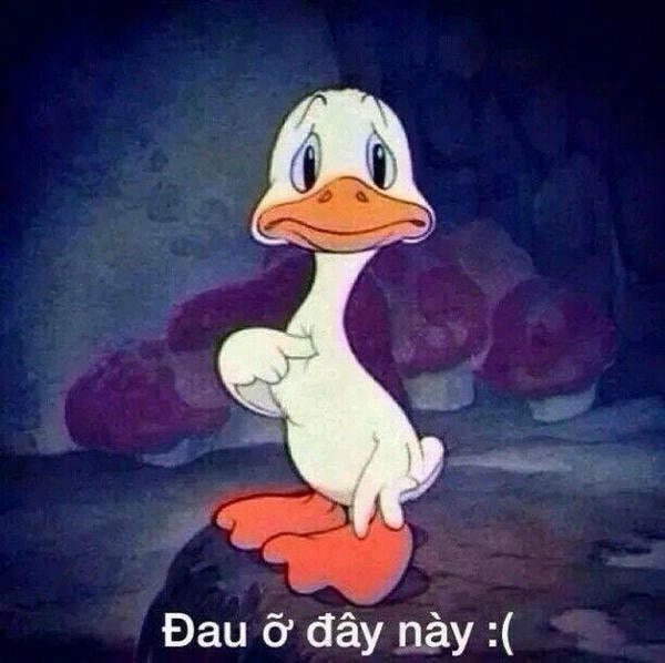 meme buồn vịt