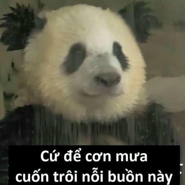 meme gấu trúc chế