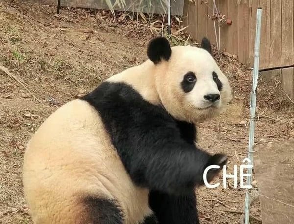 meme gấu trúc chê
