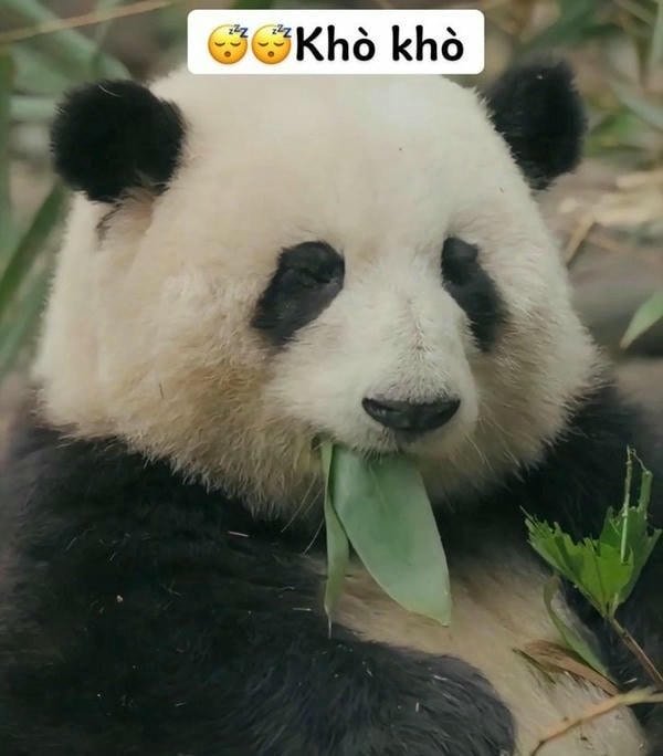 meme gấu trúc siêu bựa hài