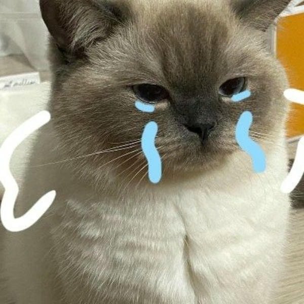 meme khóc mèo xám