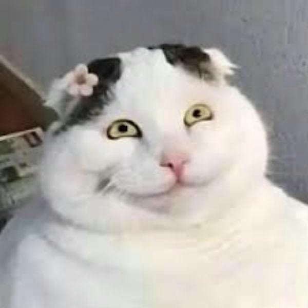 meme mèo cười béo