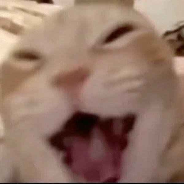 meme mèo cười dễ thương