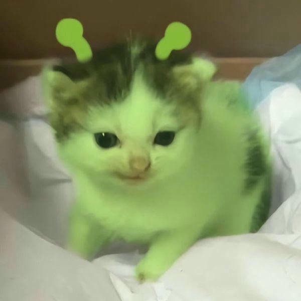 meme mèo cười troll hd