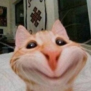 meme mèo cười trừ