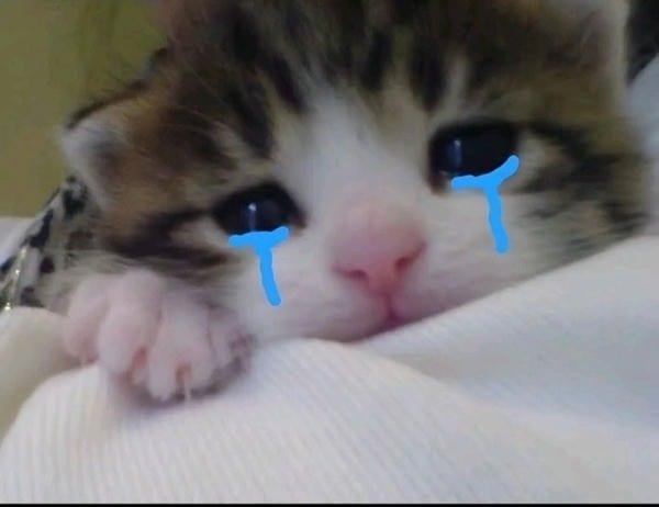 meme mèo khóc am tham