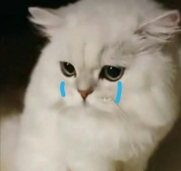meme mèo khóc âm thầm