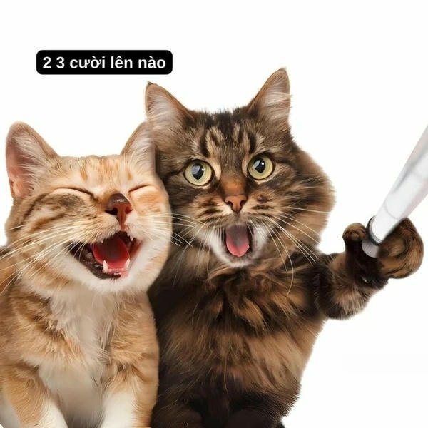 meme mèo khóc đôi bạn