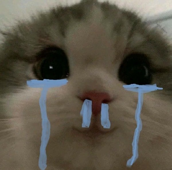 meme mèo khóc gơt nước mũi