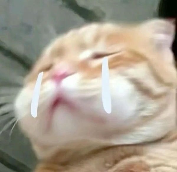 meme mèo khóc gửi mess