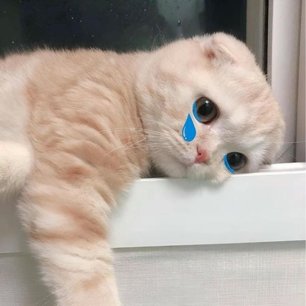 meme mèo khóc hát đê