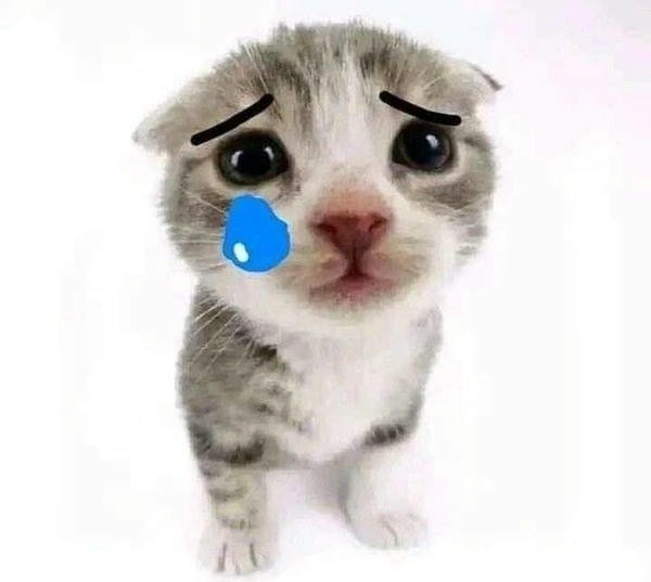 meme mèo khóc like