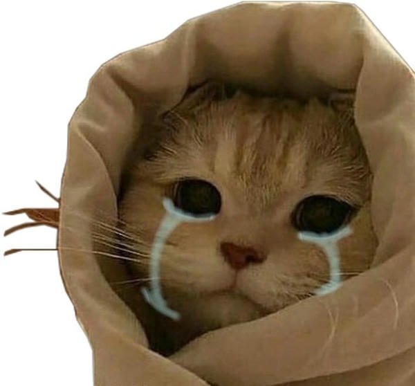 meme mèo khóc mua đông