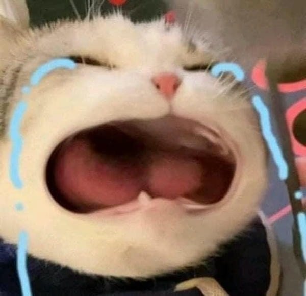 meme mèo khóc nhè