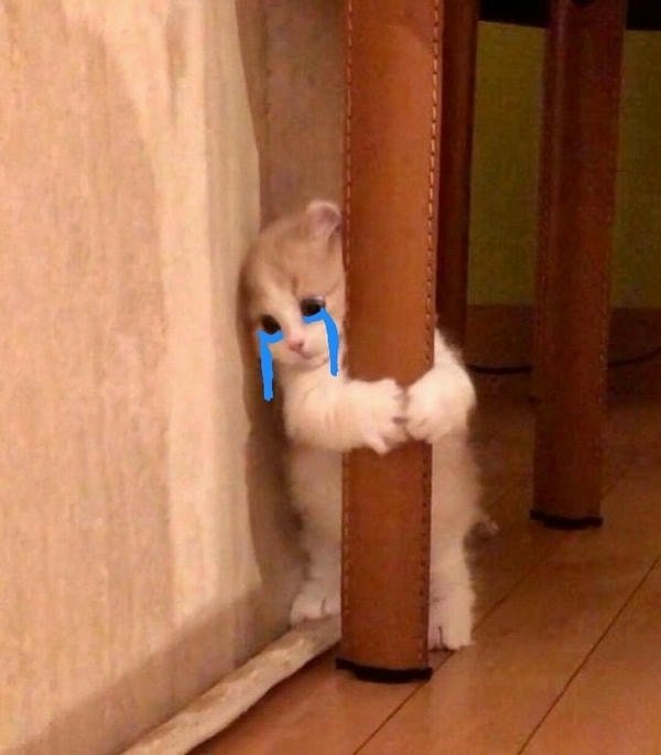 meme mèo khóc ôm cột