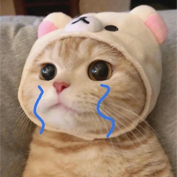 meme mèo khóc quá trời