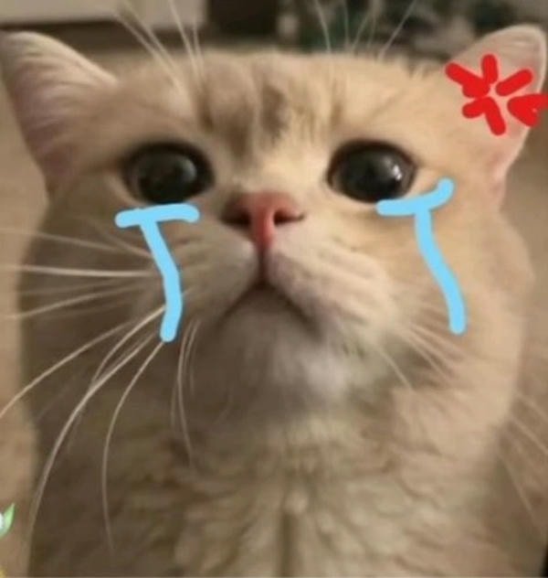 meme mèo khóc tức giận