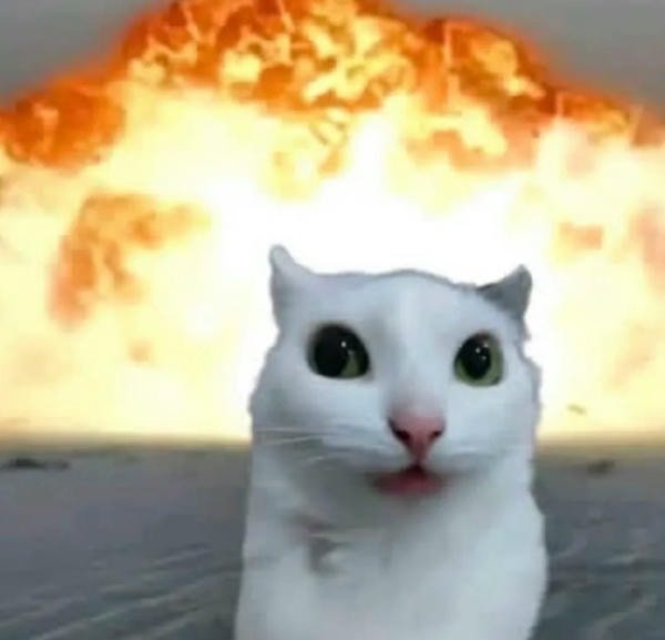 meme vô tri mèo trắng