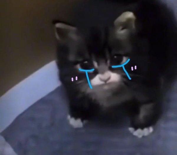 mèo đen meme khóc