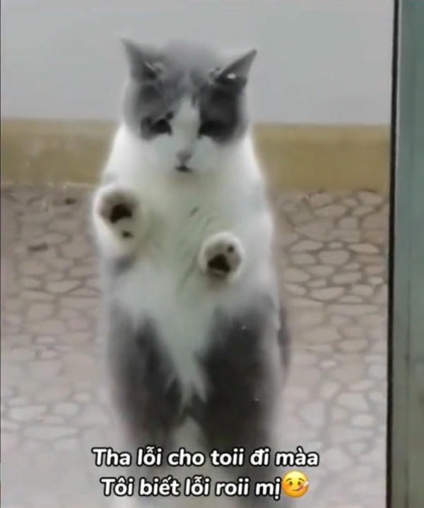 tha lỗi cho tôi đi mà