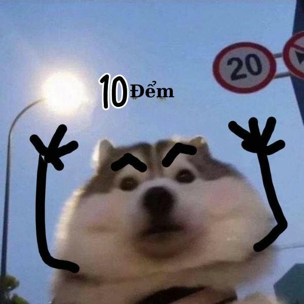 10 điểm meme chó