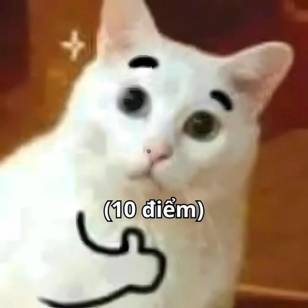 10 điểm meme mèo
