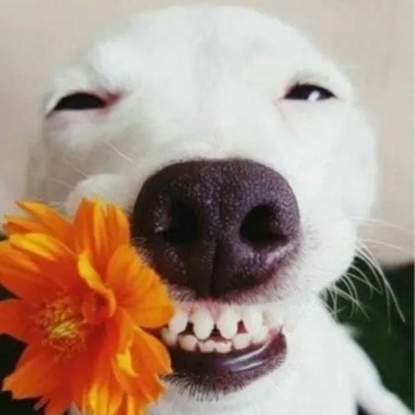 ảnh meme chó cười cute