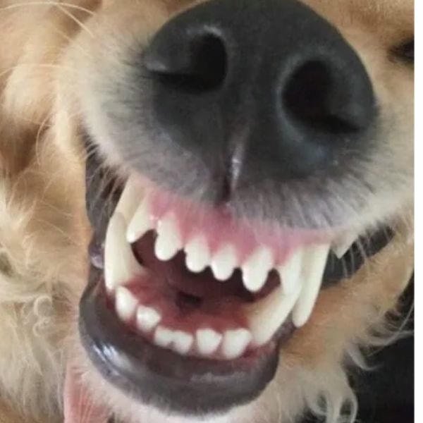 ảnh meme chó cười hở răng
