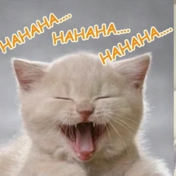 ảnh meme cười siêu hài