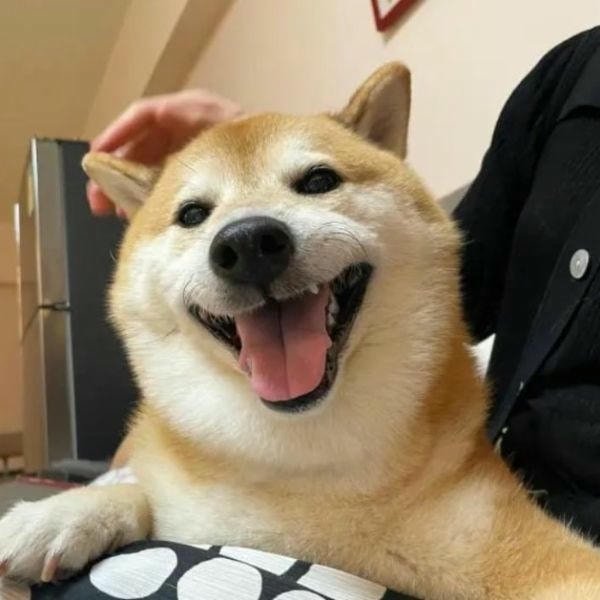 ảnh meme cười troll