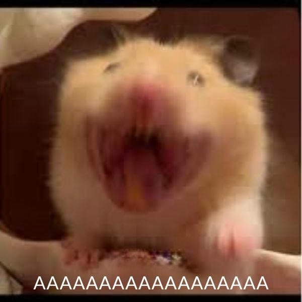 ảnh meme hamster bựa
