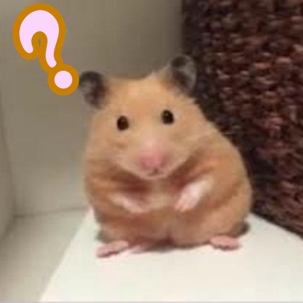 ảnh meme hamster chế