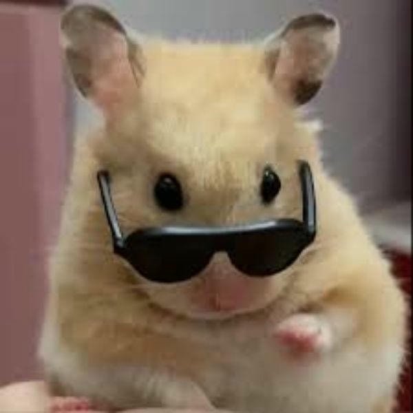 ảnh meme hamster cực hài