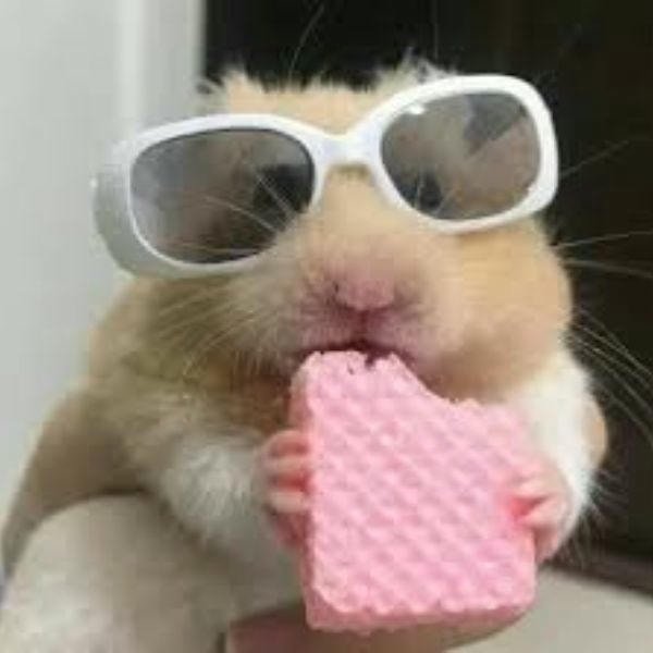 ảnh meme hamster troll
