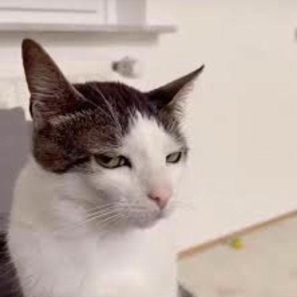 ảnh meme khinh bỉ hài