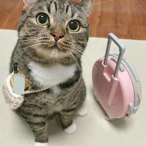 ảnh meme mèo cầm dao dễ thương