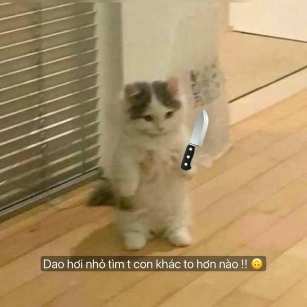 ảnh meme mèo cầm dao