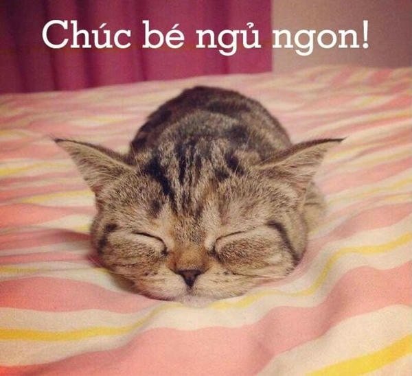 ảnh meme ngủ ngon thư giãn mang năng lượng tích cực